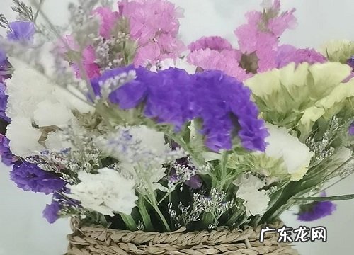 表示道歉的花 花语是道歉的花
