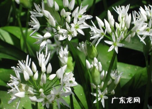大蒜开花吗 开花是什么预兆
