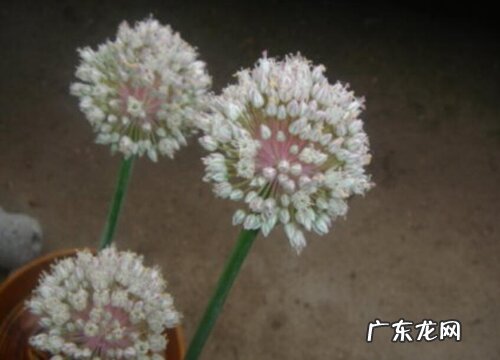 大蒜开花吗 开花是什么预兆