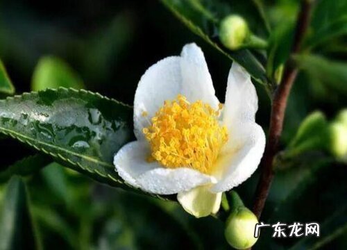 茶树开花吗 花期多长时间