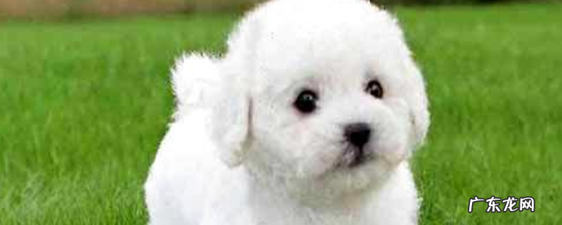 比熊犬怎么训练大小便?按以下四点来