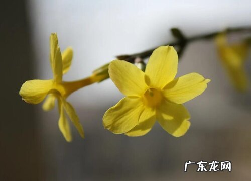 迎春什么时候开花 在什么时间开放