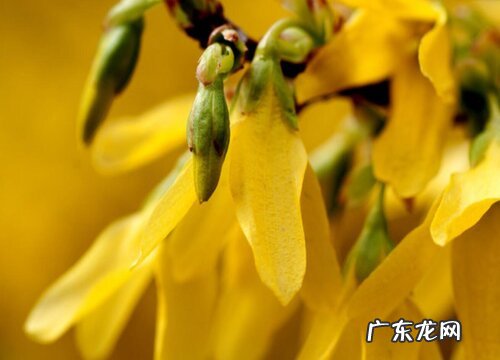 迎春什么时候开花 在什么时间开放