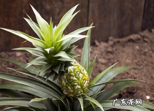 菠萝亩产量一般多少斤 一亩菠萝一年能赚多少