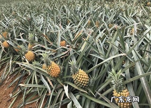 菠萝亩产量一般多少斤 一亩菠萝一年能赚多少