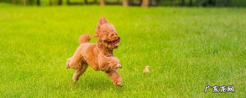 泰迪狗打疫苗多少钱?泰迪狗打疫苗的注意事项