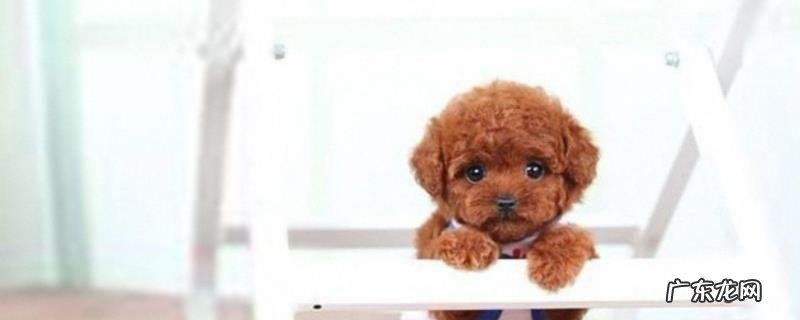 泰迪犬皮肤病怎么治?泰迪犬皮肤病的症状表现