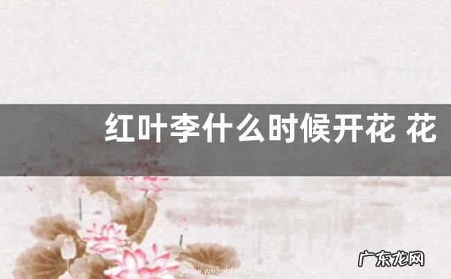 红叶李什么时候开花 花期是在几月