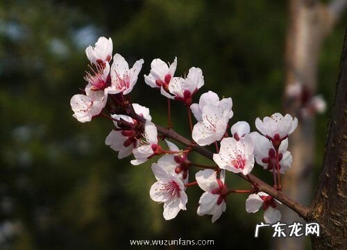 红叶李什么时候开花 花期是在几月