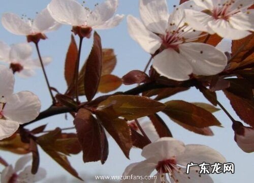 红叶李什么时候开花 花期是在几月