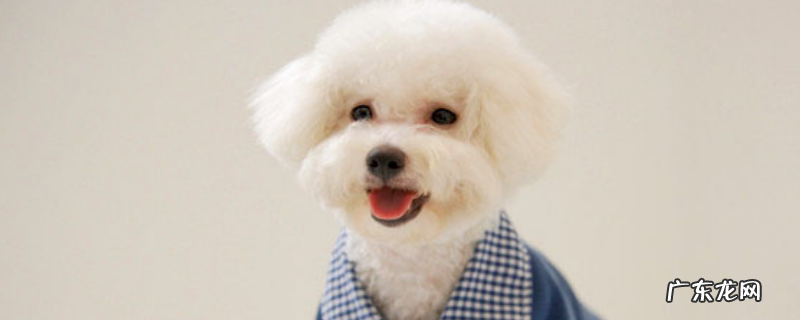 比熊犬能活多久?附选购技巧