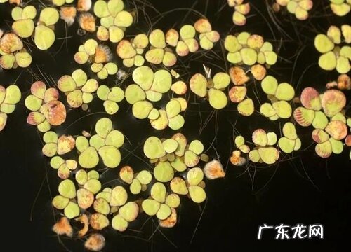 浮萍长什么样子
