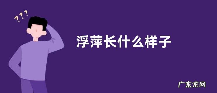 浮萍长什么样子