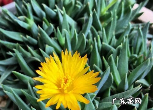 照波什么时候开花 一年开几次开花