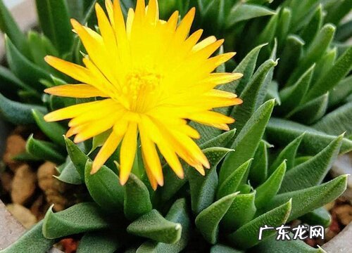 照波什么时候开花 一年开几次开花