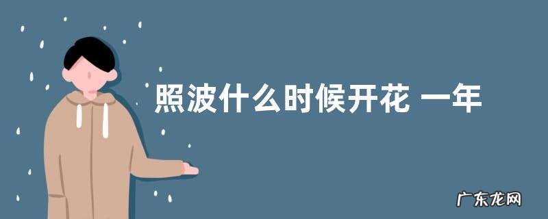 照波什么时候开花 一年开几次开花
