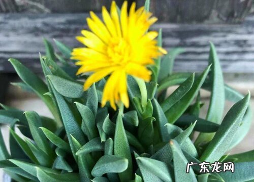 照波什么时候开花 一年开几次开花