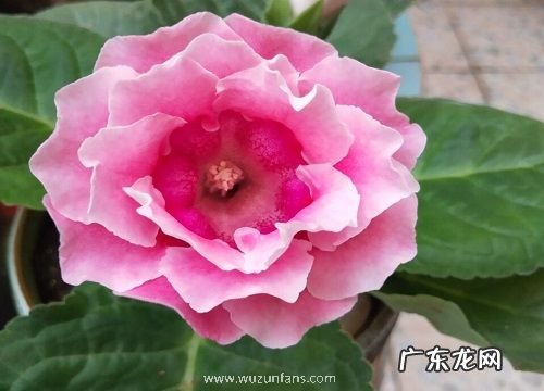 大岩桐什么时候开花 一年四季都开花吗