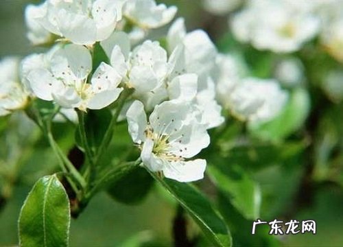 茉莉花不开花怎么回事