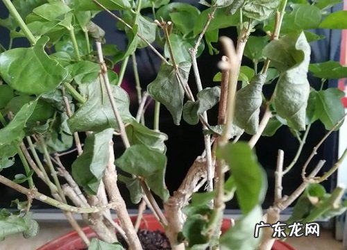 茉莉花不开花怎么回事