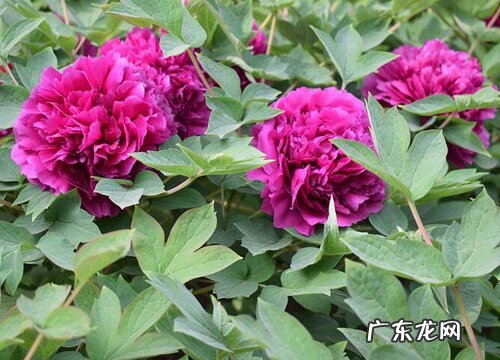 牡丹种植条件 适合种植的地方