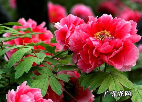 牡丹种植条件 适合种植的地方