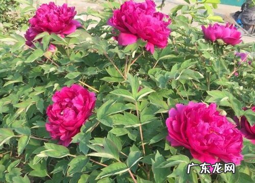 牡丹种植条件 适合种植的地方