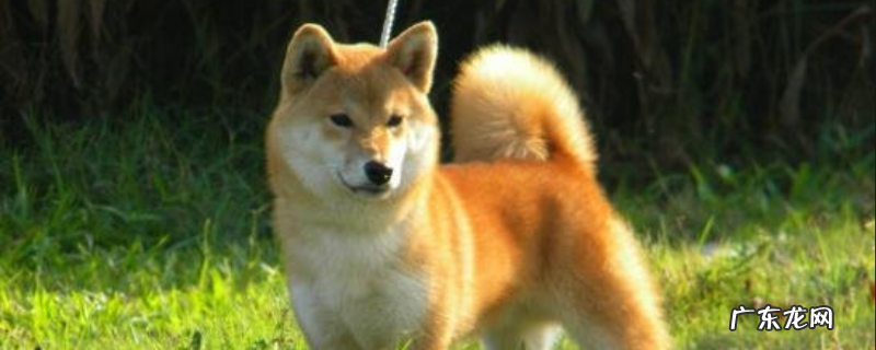 柴犬吃什么狗粮?怎么饲养,不能吃什么食物