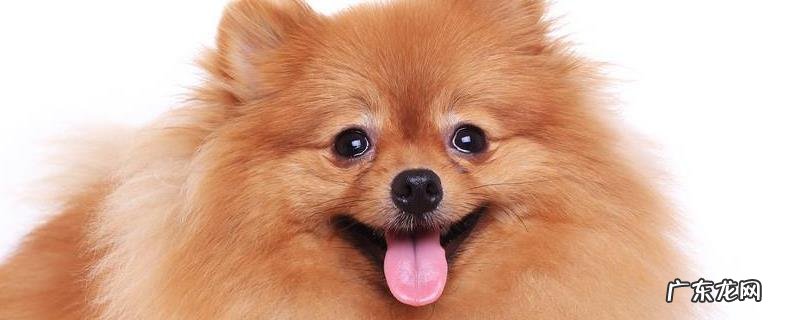 博美犬的智商排多少名？博美犬有什么性格表情