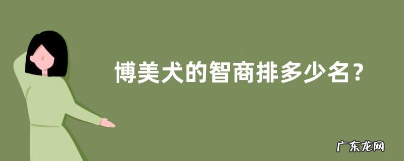 博美犬的智商排多少名？博美犬有什么性格表情