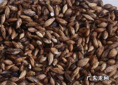 桂花籽可以种吗