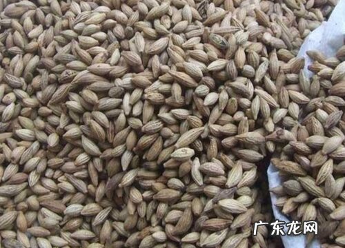 桂花籽可以种吗