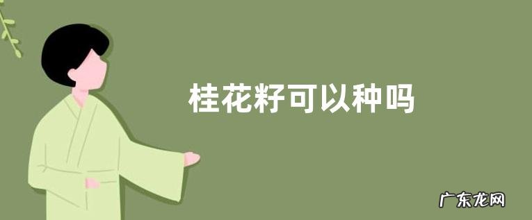 桂花籽可以种吗