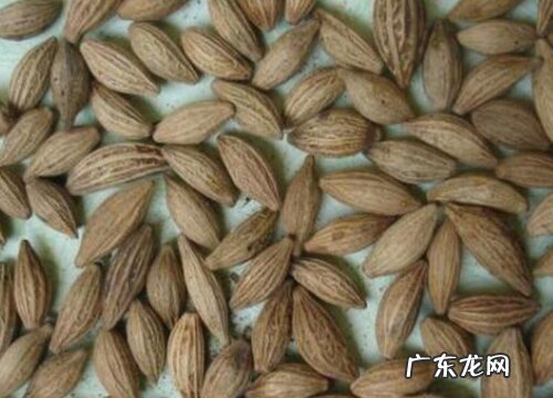 桂花籽可以种吗