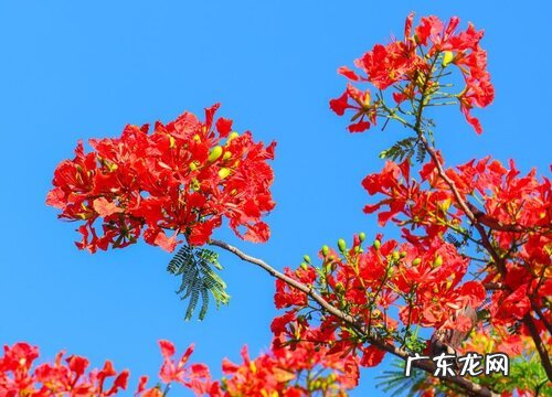 凤凰花什么时候开花 花期是什么季节