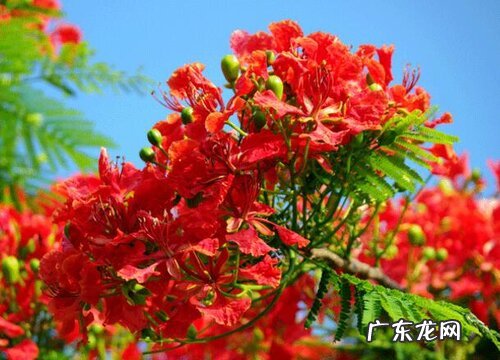 凤凰花什么时候开花 花期是什么季节