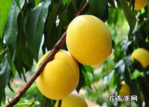 浙江盛产什么水果有名