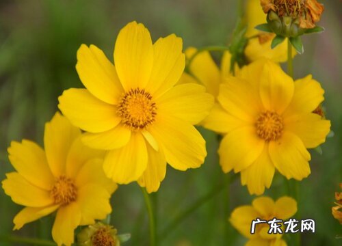 金鸡菊什么时候开花 开放时间是几月份