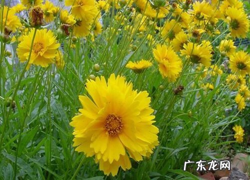 金鸡菊什么时候开花 开放时间是几月份