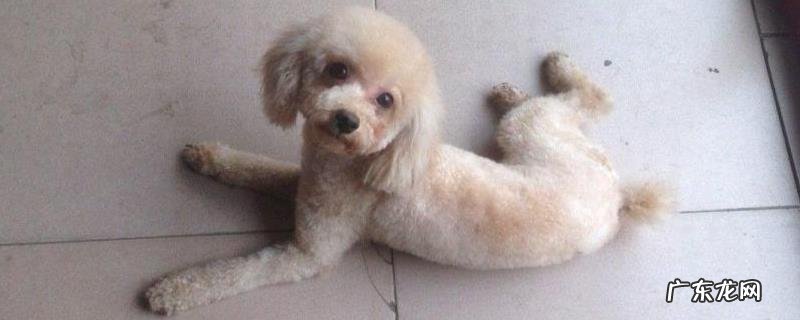 贵宾犬大小便怎么训练?注意事项有哪些