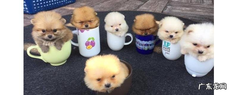 茶杯犬怎么训练才好？茶杯犬怎么养才好
