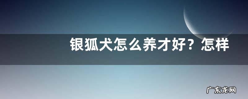 银狐犬怎么养才好?怎样训练