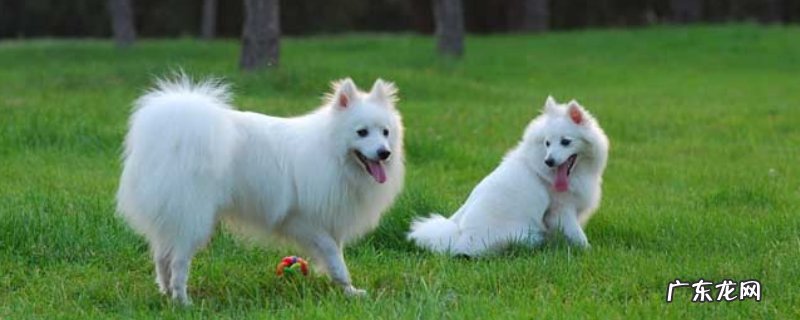 银狐犬怎么养才好?怎样训练