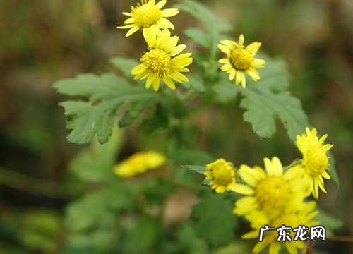野菊什么时候开花 几月开花