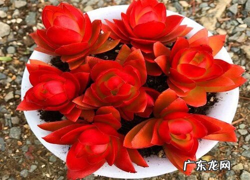 多肉植物火祭徒长了怎么办