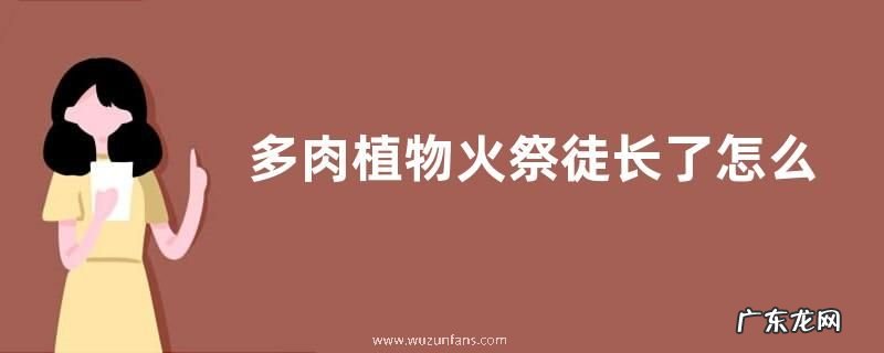 多肉植物火祭徒长了怎么办
