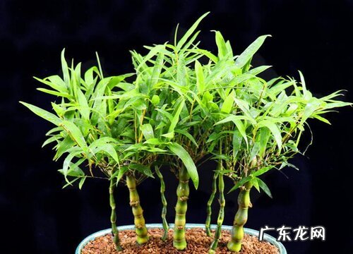罗汉竹用什么盆好 盆栽选盆