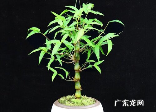 罗汉竹用什么盆好 盆栽选盆