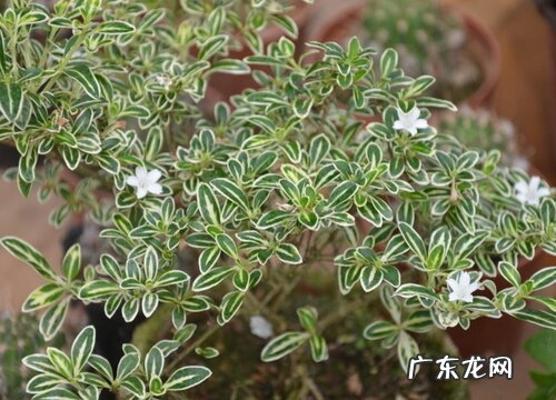 六月雪什么时候开花 花期多长在几月份