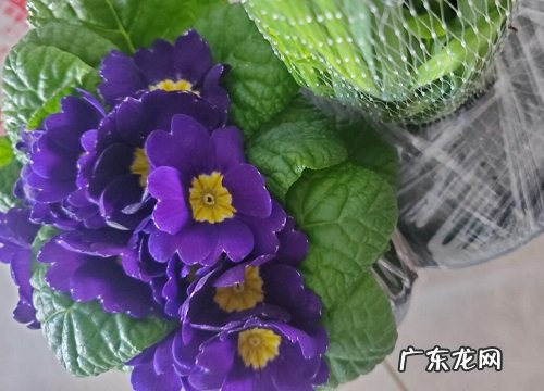 报春花什么时候开花 开花多长时间